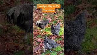 Chickens LOVE sunny days shorts freerangechickens homesteading animals [upl. by Schaffel]