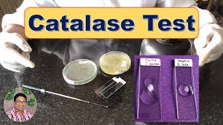 Bacterial Identification Tests Catalase Test [upl. by Cedric931]