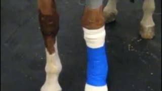 Regional Limb Perfusion with Antibiotics in the Horse [upl. by Durand]