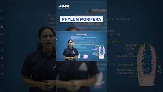 Phylum Porifera Class 11th  NEET Biology 2024  Porifera in one Minute  ALLENNEET shorts neet [upl. by Coray501]