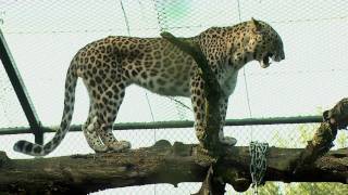 Luipaard Safaripark Beekse Bergen [upl. by Panthia73]