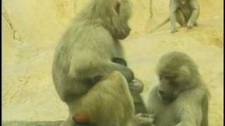 Baby Baboon at North Carolina Zoo [upl. by Wagstaff]