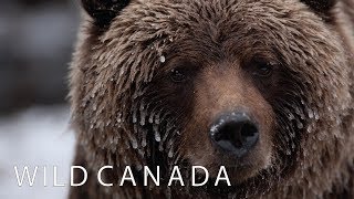 Wild Canada  Coming to CBC Docs [upl. by Ruhtracam]