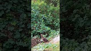 beautiful peahen 🦚babies fly birds birdlovers [upl. by Suiremed]