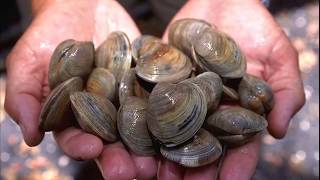 Facts Bivalves [upl. by Notsgnik]