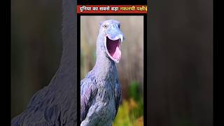 नकलची पक्षी  Lyrebird shorts ytshort facts [upl. by Norek]