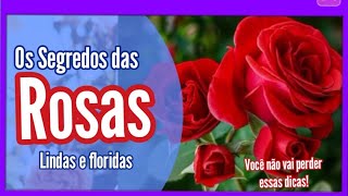 COMO CUIDAR DE ROSAS TENHA SUAS ROSEIRAS SEMPRE BONITAS E FLORIDAS [upl. by Nalaf]