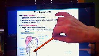 AP2 Digestive System Lecture [upl. by Assertal334]