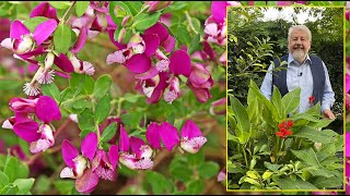 POLYGALA ARBUSTE AUX BELLES FLEURS LUMINEUSES QUI APPRÉCIE LA CHALEUR… Le Quotidien du Jardin N°269 [upl. by Assilem]