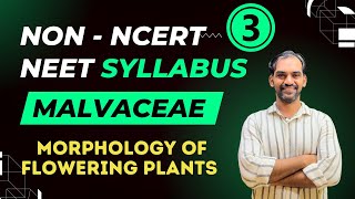 Malvaceae  Morphology of Flowering Plants  Non NCERT NEET Syllabus [upl. by Naenaj931]