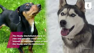 Dusky  Husky Dachshund Mix [upl. by Deeas]