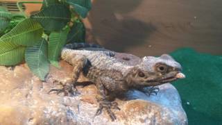 Feeding a Starred Agama Lizard [upl. by Tonia786]