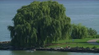 Why Clevelands weeping willow tree is a local treasure [upl. by Greenleaf327]