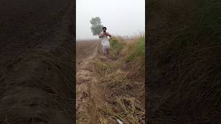 😲😲Wait for end today viralvideo farming trending funny shorts short [upl. by Anicul127]