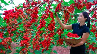 Harvesting Strawberry amp Goes To Market Sell  Gardening And Cooking  Lý Tiểu Vân [upl. by Aisyla]