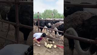 She stoles ostrich eggs😲 [upl. by Notrab]