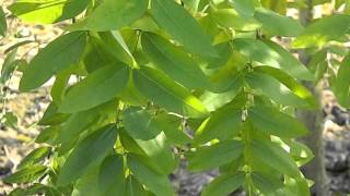 Sophora japonica Pendula [upl. by Assenej]