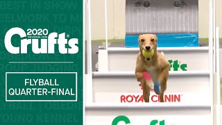 Flyball  Quarter Finals  Part one  Crufts 2020 [upl. by Ellerrehc]