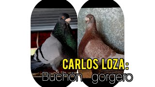 CARLOS LOZA Nos muestra y habla sobre la Paloma de raza Gorguera [upl. by Cuthburt84]