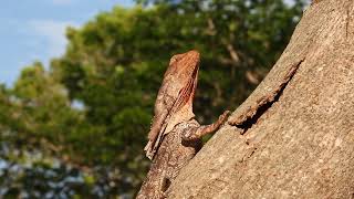 Frill necked Lizard in Australia [upl. by Haramat170]