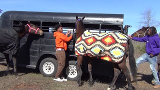 Unloading Gaited Horses of Jasper Texas Trail Riders [upl. by Annasiul]