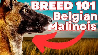 BELGIAN MALINOIS 101 Everything You Need To Know About the Belgian Malinois [upl. by Leunamne]