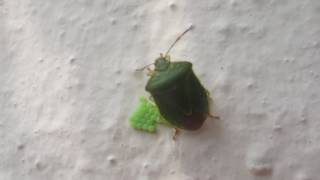 Shield Bug Laying Eggs [upl. by Inram]