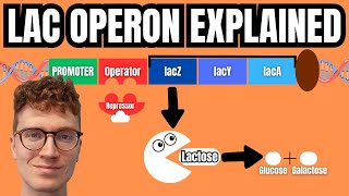 LAC OPERON EXPLAINED [upl. by Esoj842]