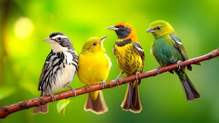 Relaxing Bird Sounds 4K Birds Singing Heal Stress Anxiety And Depression Heal The Mind [upl. by Jamison888]