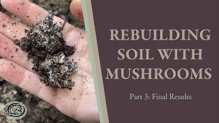 How to Rebuild Soil with Wine Cap Mushrooms Part 3 Final Results [upl. by Aeynod272]