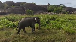 JEEP SAFARI  Minneriya Eco Park Sri Lanka  Minneriya Eco park  Big Elephant [upl. by Thurlough]