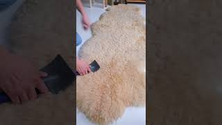 Sheepskin Rug Cleaning Tip [upl. by Whiffen]