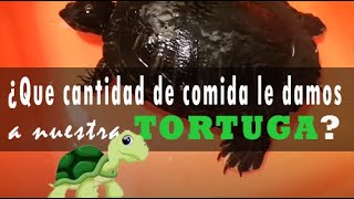 Tortugas de agua ¿Que CANTIDAD de COMIDA le damos [upl. by Adnamar]