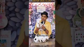 Cheapest dog breed In India 🇮🇳 🐶 spitzdog indianspitzpuppy trendingshorts shorts ytshort [upl. by Crelin]