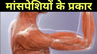 कितने प्रकार की मांसपेशियां होती हैं  types of muscles [upl. by Mella]