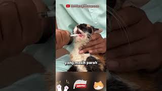 menyelamatkan mama kucing sekarat 🥹 [upl. by Loy432]