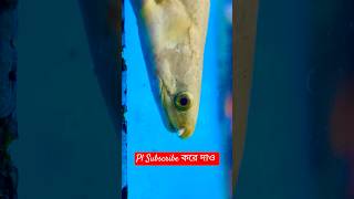 HUGE MONSTER SENEGAL BICHIR shorts shortytshorts ramsiyaram anishadhikary [upl. by Warner]