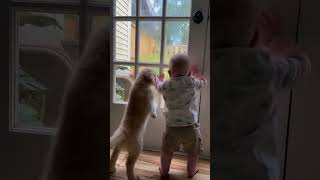 Dogs and babies part 45 dogsandbabies adorablepetmoments puppyshorts dogsandchildren [upl. by Niwle936]