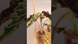 Alocasia Polly 12 Day Time Lapse [upl. by Adnovoj]