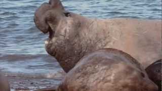 Pelea de elefantes marinos  Elephant seals fighting [upl. by Aihsirt]