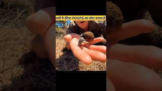 Why Dung Beetles Collect Poops 😱  DUNG BEETLE  shorts short [upl. by Nosyk]