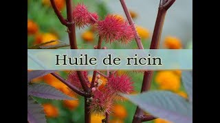 Huile de ricin \ INGRÉDIENT NATUREL COSMÉTIQUE [upl. by Narret607]