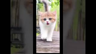 Funny Cat And kittens Full time enjoy 🤣 [upl. by Buskirk]