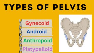 Types of Pelvis  Different types of pelvis with different morphology [upl. by Garnett]