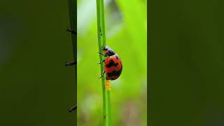 Coccinella transversalis known as ladybird beetle laying eggs Shorts Viral Trending Explore FYP [upl. by Alehcim]