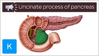 Uncinate process of pancreas  Anatomical Terms Pronunciation by Kenhub [upl. by Aelyk100]