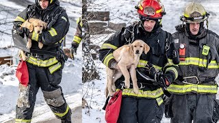 Puppies Saved From House Fire Thanks to Kind Firefighters [upl. by Dallon750]