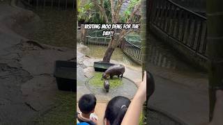 We Visited Moo Deng 🦛 moodeng babyhippo [upl. by Barbra]