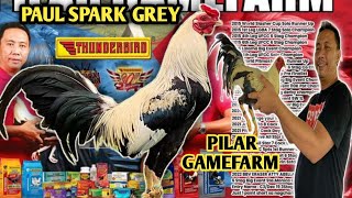 PAUL SPARK GREY  CARRIE CHUA OF PILAR GAMEFARM  BIG FARM amp QUALITY GAMEFOWL IN THE PHILIPPINES [upl. by Okihcas98]