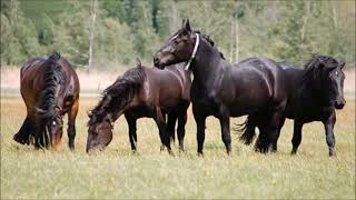 Caballos en el Campo [upl. by Azmuh]